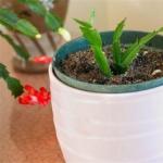 Привлекательный зигокактус: уход в домашних условиях и фото растения